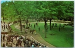 Postcard Belmont Park Long Island New York Usa North America. Fixed Price $8.39.