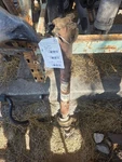 Rear Drive Shaft 4WD Quad Cab Door 8' Box Fits 05-08 Dodge 1500 Pickup 195378. Fixed Price $250.00.