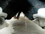 2006-08 Bmw 750LI 760LI Lwb Long Wheel Base Rear Drive Shaft. Fixed Price $299.98.